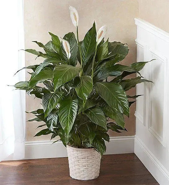 Peace Lily Sympathy Plant - Miami Funeral Homes & Cemeteries Delivery MIAMI FLOWERS DESIGN