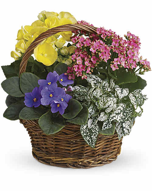 Spring Plants