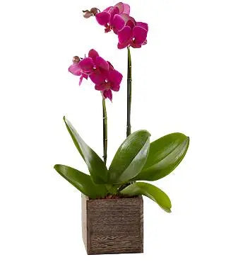 Mini Orchid Plant - MIAMI FLOWERS DESIGN