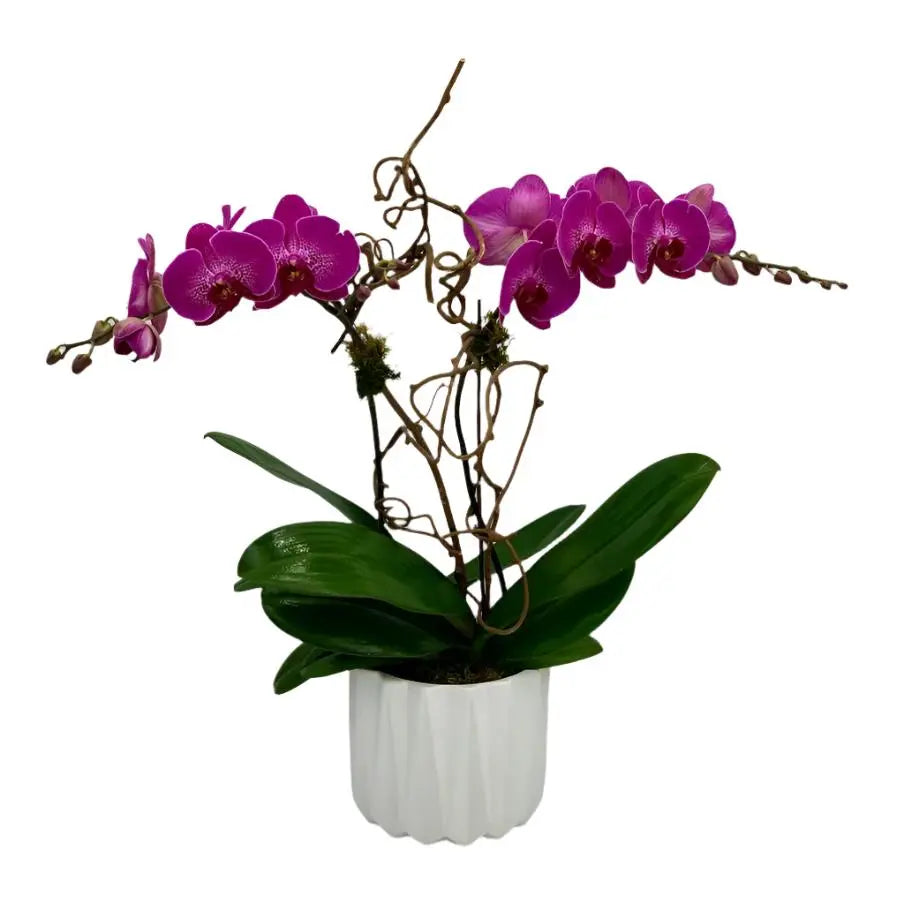 Orchid Plant - MIAMI FLOWERS DESIGN