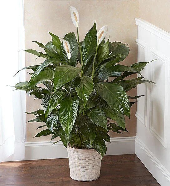 Peace Lily Sympathy Plant - MIAMI FLOWERS DESIGN