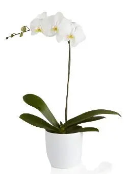 Single White Orchid Plant - MIAMI FLOWERS DESIGN