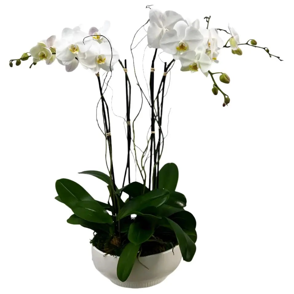 White Orchids Arrangement - MIAMI FLOWERS DESIGN