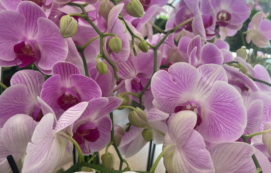 Orchid Care 101: Tips for Thriving Orchid Plants - MIAMI FLOWERS DESIGN