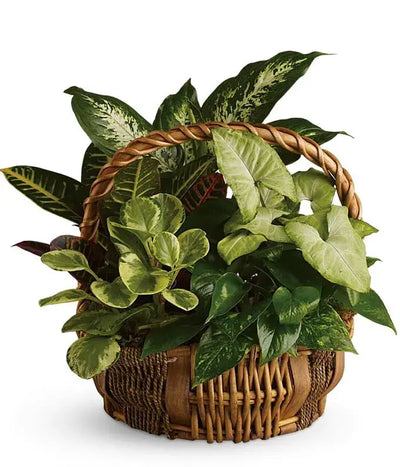 Plants