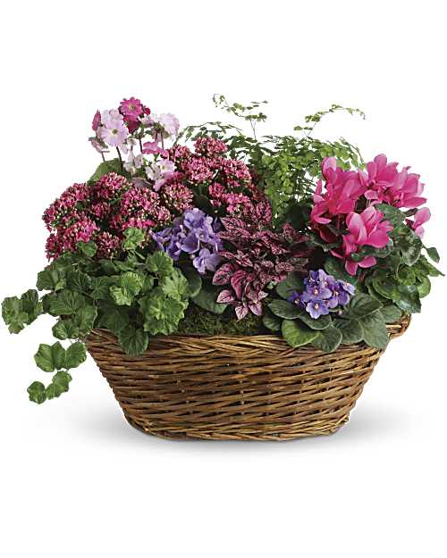 Simply Chic Plants