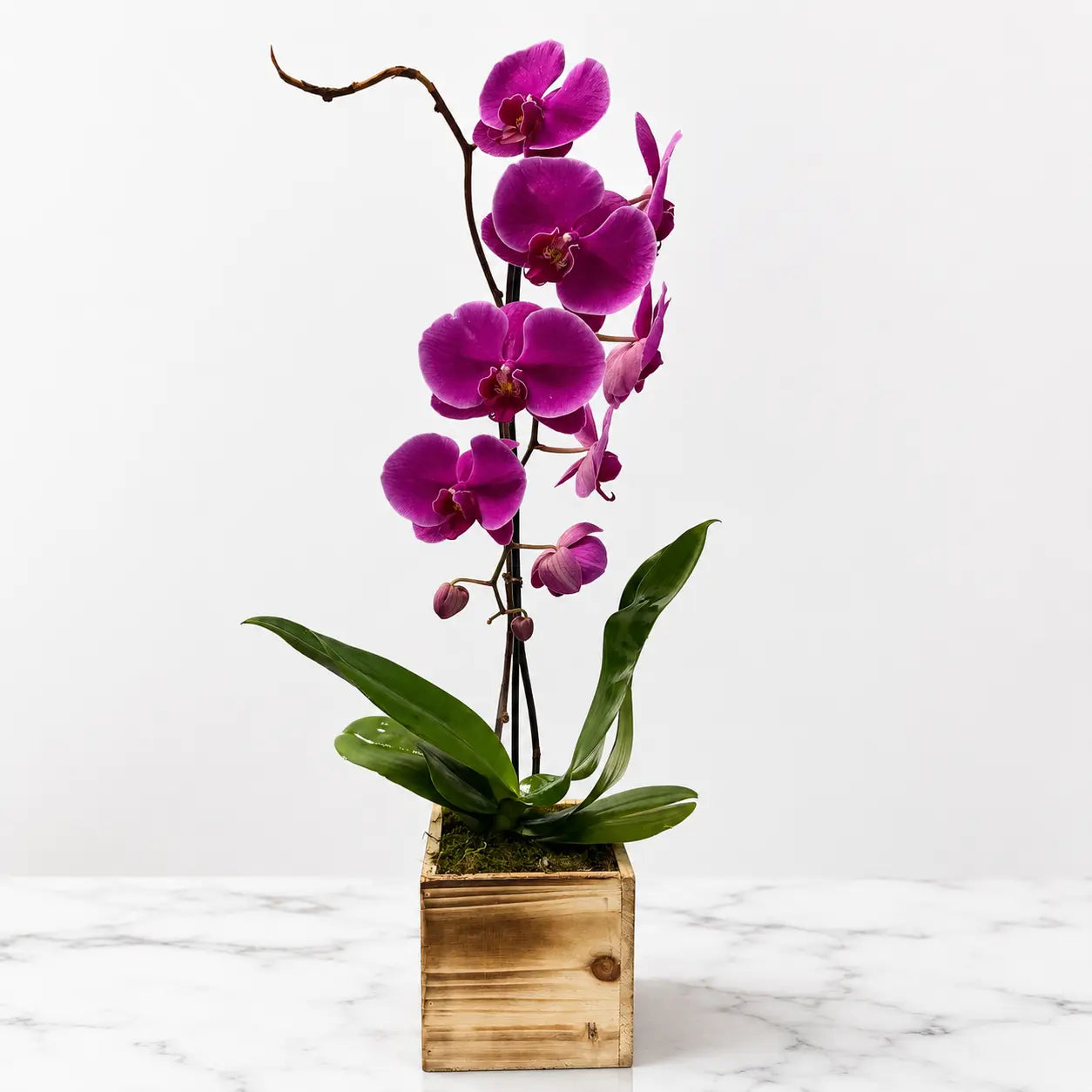 Purple Orchid Plant