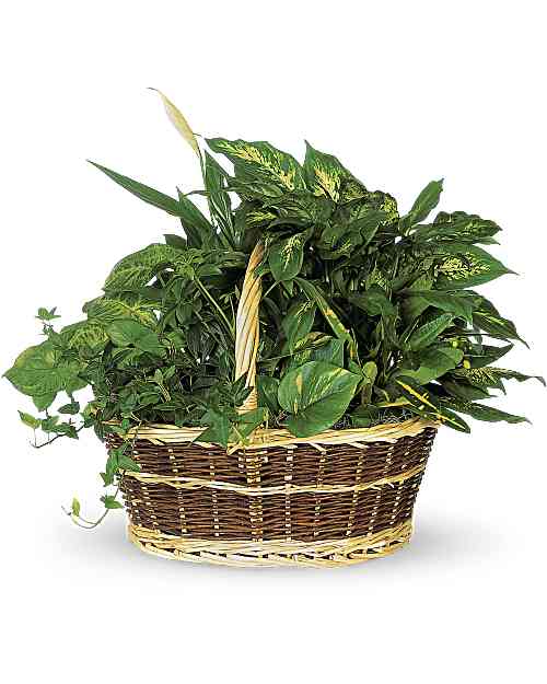 Basket Garden