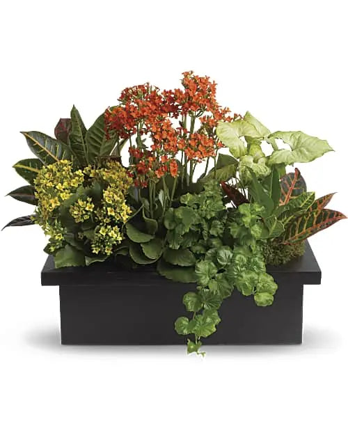 Stylish Plants
