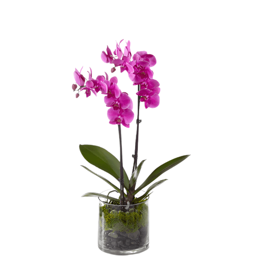 Double Orchid Plant - MIAMI FLOWERS DESIGN