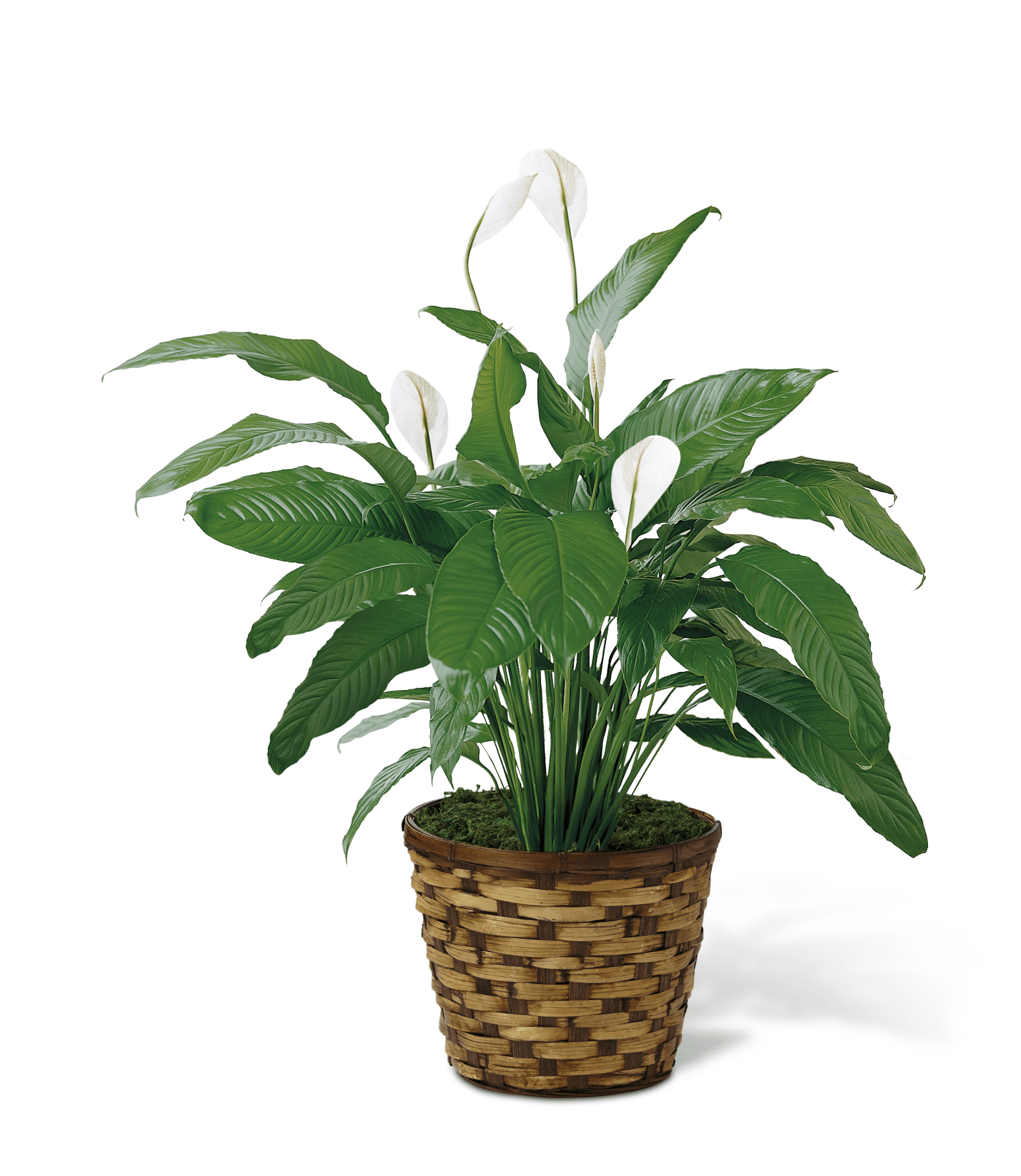 Peace Lily - MIAMI FLOWERS DESIGN