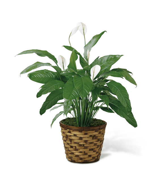 Peace Lily - MIAMI FLOWERS DESIGN